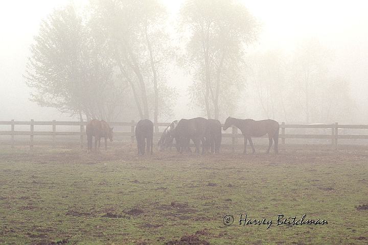 Horses In The Mist.jpg